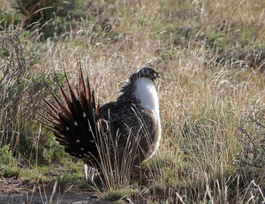 Sage Grouse Facing Sun_Wayne Chadwick 2 Sage Grouse Facing Sun_Wayne Chadwick 2