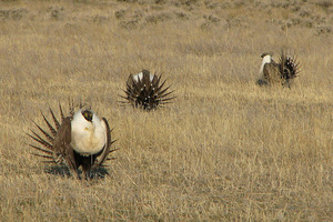 Sage Grouse on a Field_USDA 2 Sage Grouse on a Field_USDA 2