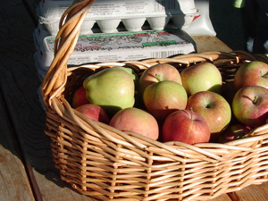 Apples from Rogue Valley Brambles courtesy of Freinds of Family Farmers Apples from Rogue Valley Brambles courtesy of Freinds of Family Farmers