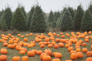 Parker Knight XMas Trees and Pumpkins Parker Knight XMas Trees and Pumpkins