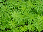 How High_Alexodus_CC How High_Alexodus_CC